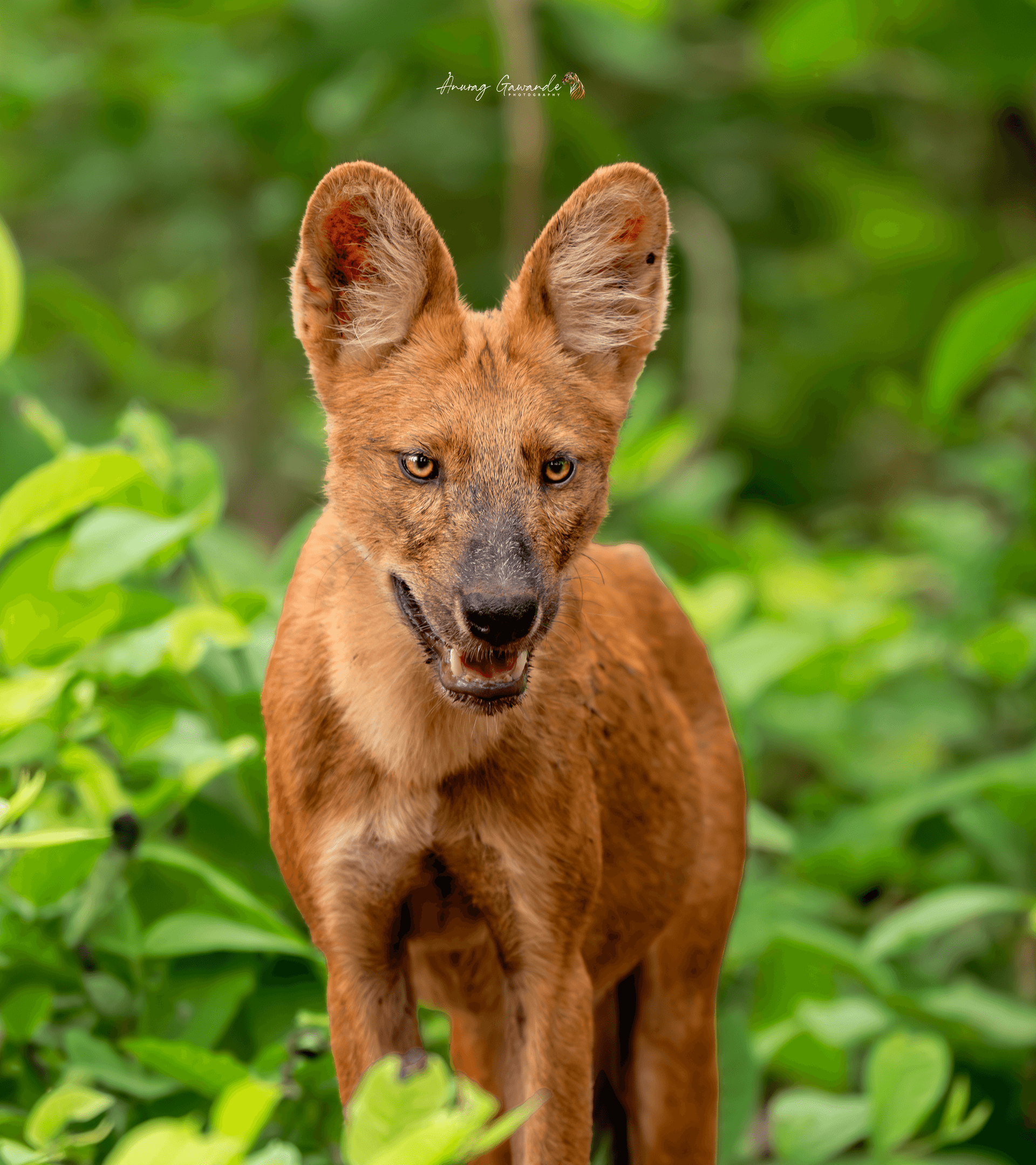 Kolara Wilderness Trail