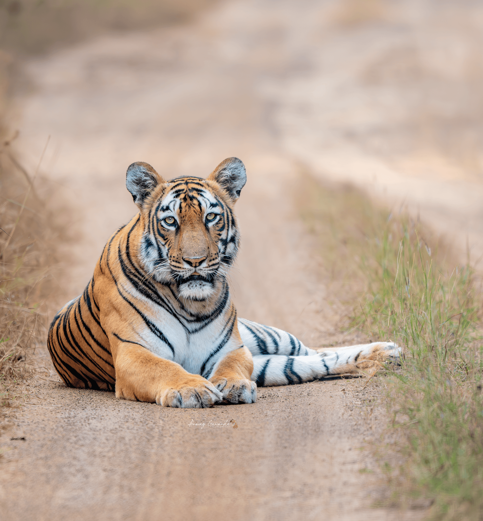 Royal Tadoba Expedition