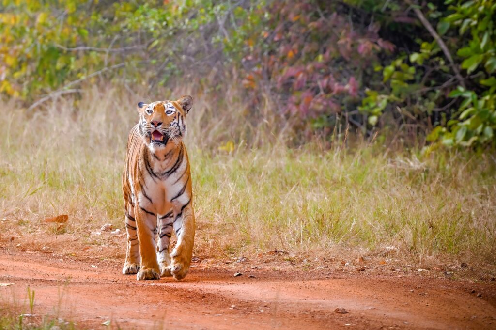 jungle safari in melghat